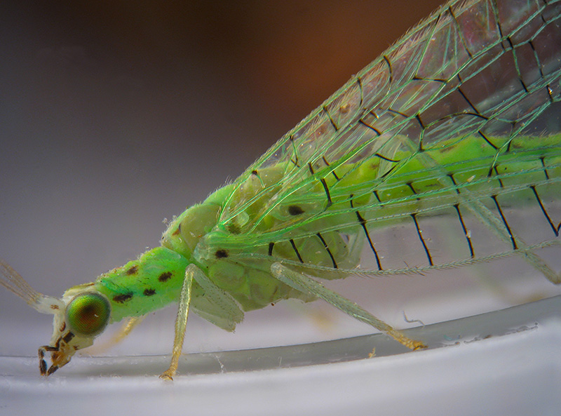 Pseudomallada sp. e Chrysoperla sp.